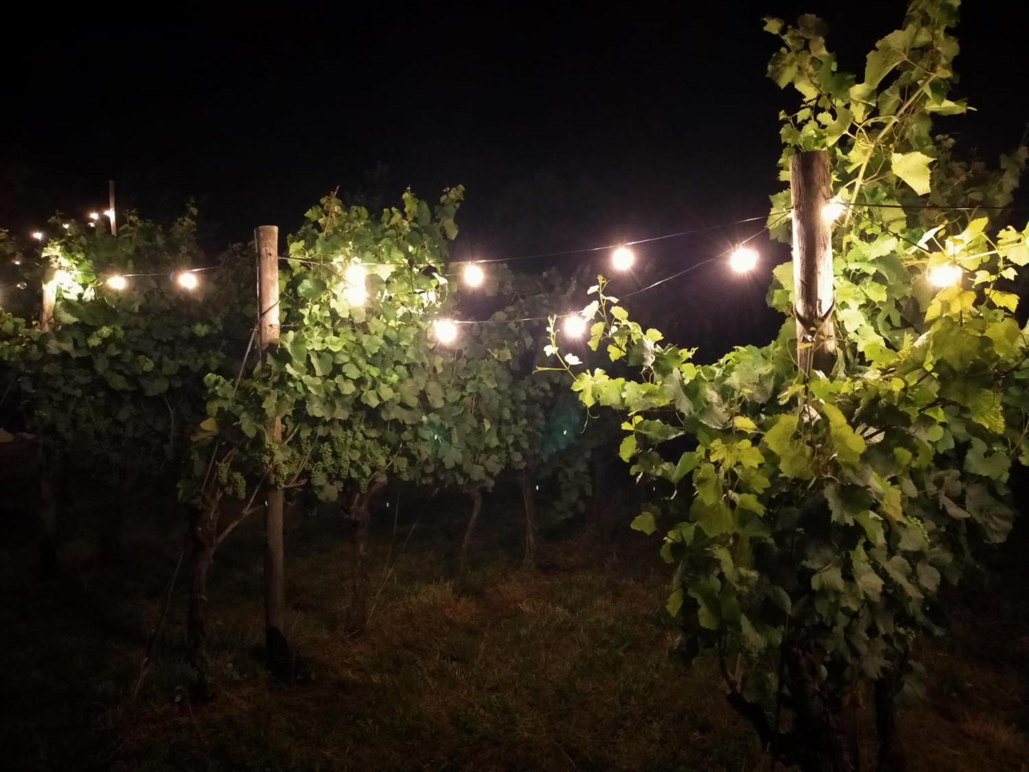 Agritur Verderame 트렌토 외부 사진